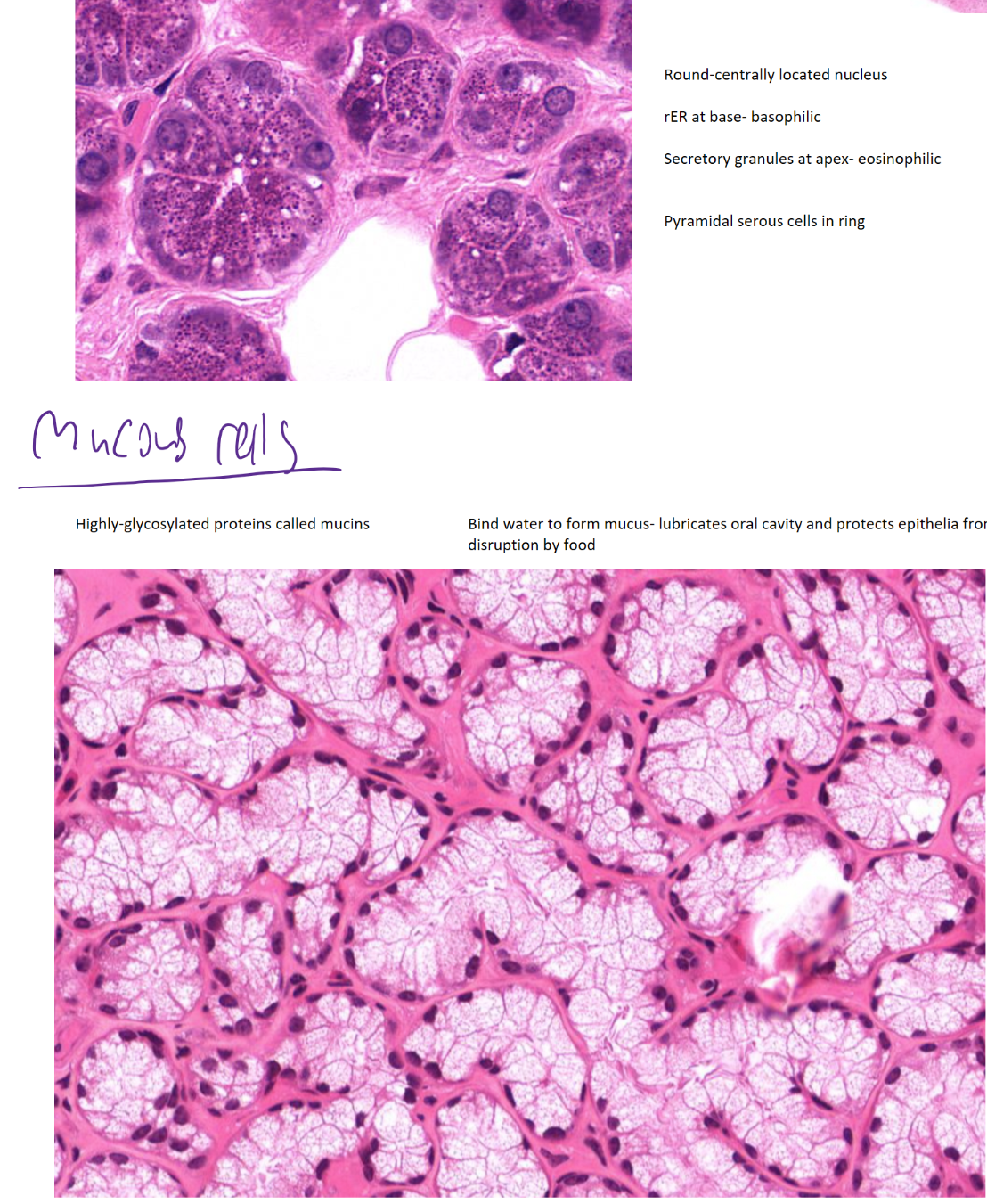 <p>serous- produce protein rich fluid (amylase, lysozyme)- visible secretory granules, centrally located nuclei</p><p>mucous- produce mucin (glycosylated protein)- poorly staining cytoplasm, peripheral nuclei</p>