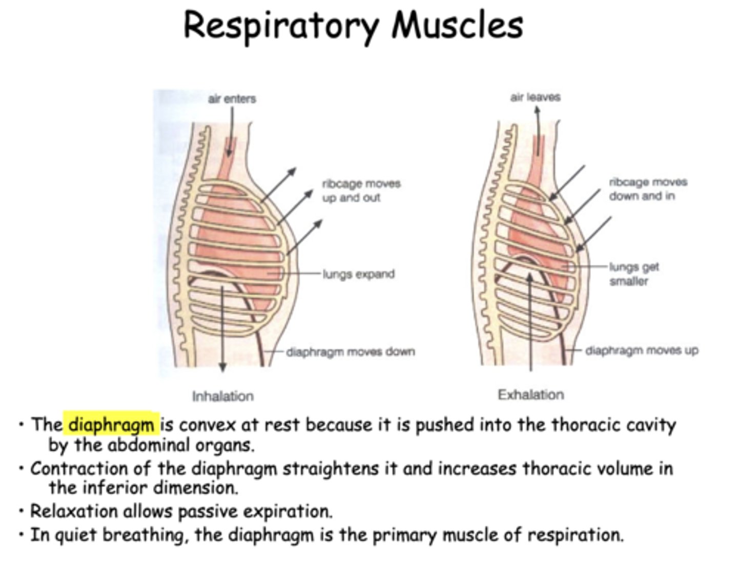<p>elastic recoil of the lungs</p>
