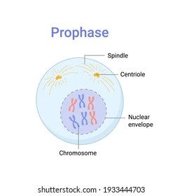 <ul><li><p>the chromatin condenses and chromosomes become visible</p></li><li><p>the centrioles move to opposite sides of the cell</p></li><li><p>spindle fibers extend to the centrosome (where the centrioles are located)</p></li><li><p>the nucleus disappears </p></li><li><p> nuclear envelope breaks down</p></li></ul><p></p>