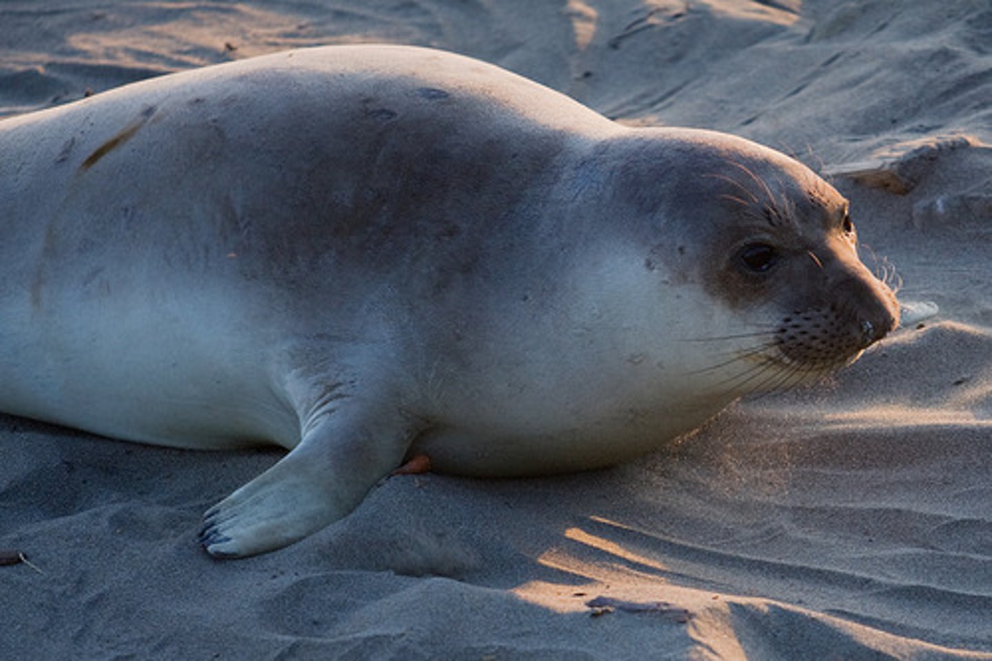 <p>Earless seals</p><p>No external ear</p><p>Hind flippers useless on land</p>