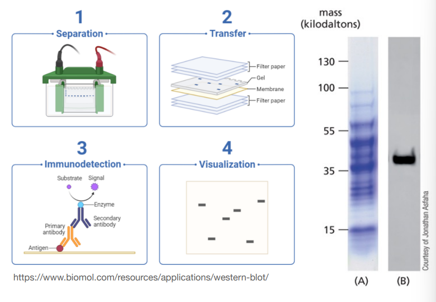<p>It’s an SDS-PAGE but afterwards the protein is detected using a labelled antibody. The protein is transferred from the gel onto a nitrocellulose/nylon membrane and the membrane is soaked in antibody solution.</p>