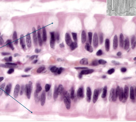 <ul><li><p>taller than wide</p></li><li><p>regulated absorption and secretion</p></li><li><p>lining of digestive tract</p></li><li><p>nuclei more basal</p></li></ul><p></p>