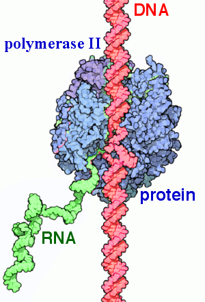 <p>A 12-subunit complex responsible for transcribing protein-coding genes; it features a mobile clamp and a C-terminal domain (CTD) of repeats crucial for regulation.</p>