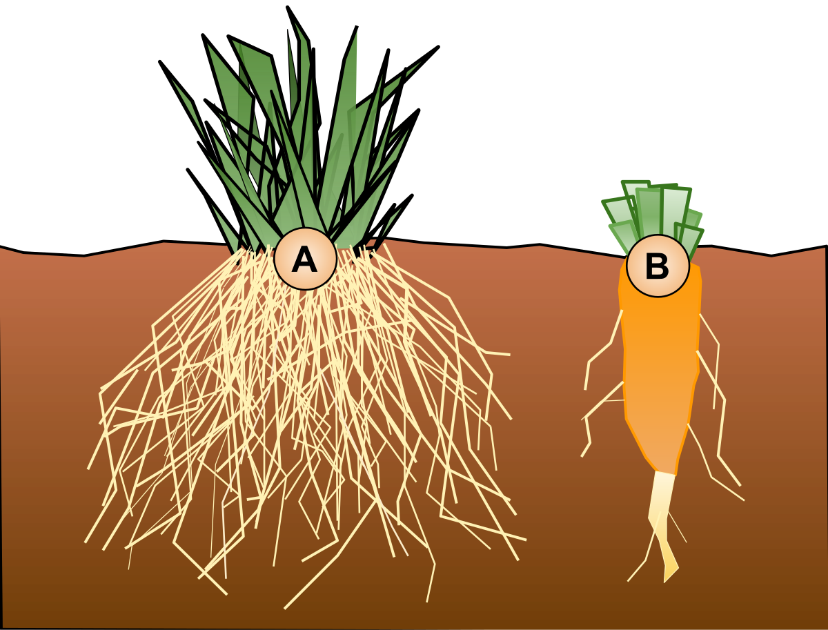 <p>grows a long, thick, tapered root from which a few smaller secondary roots grow, (Ex: Carrot, beetroots, radishes)</p><p><strong>Advantages</strong>:</p><ul><li><p>Grows deep into soil to obtain moisture</p></li><li><p>Stores lots of nutrients in the root</p></li></ul><p></p>