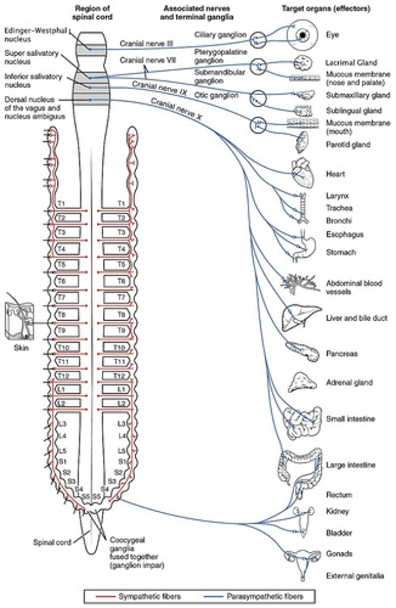 <p>Vagus (CN 10)</p>