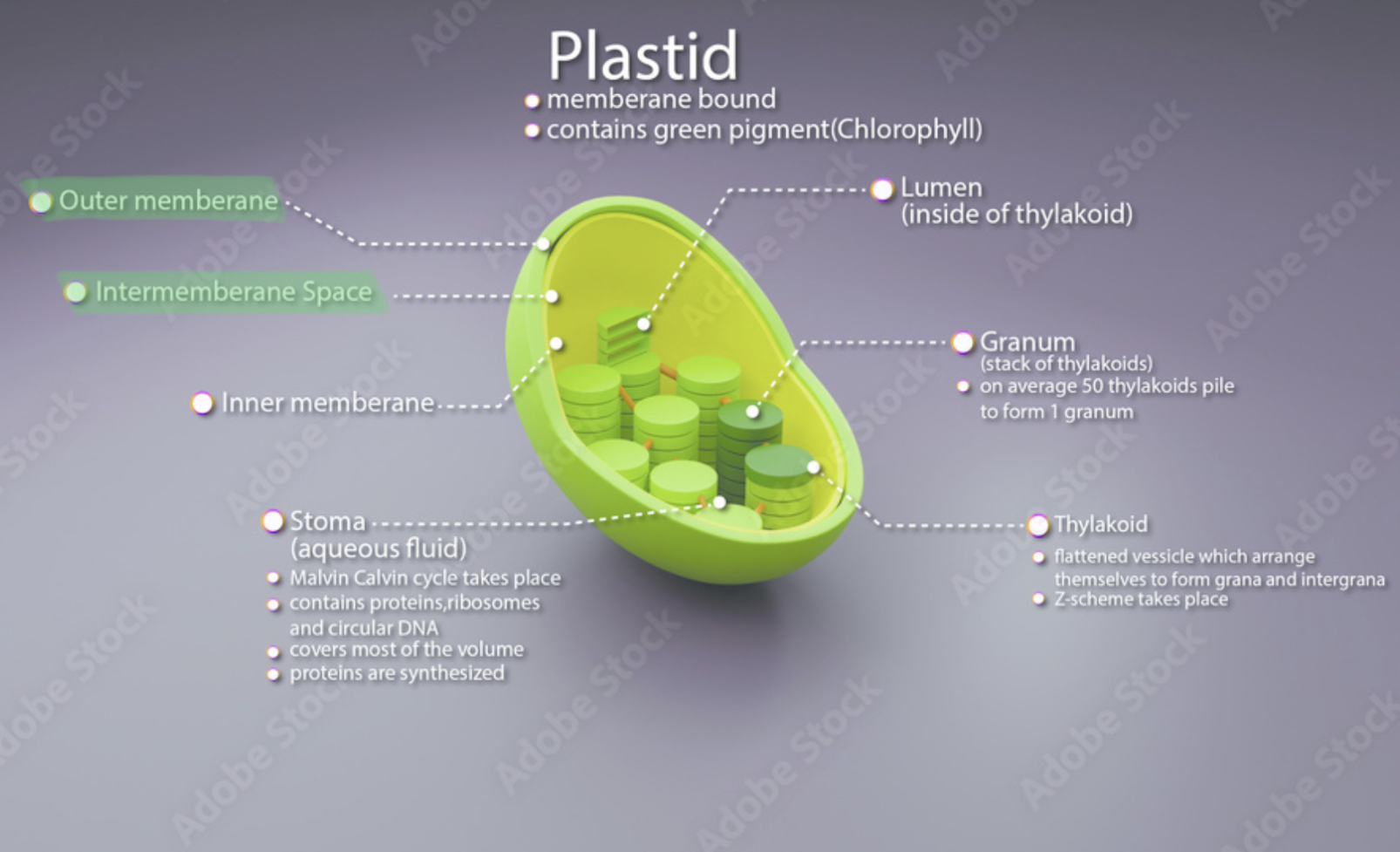 <ul><li><p>double-membrane organelles</p><ul><li><p>found in cells of plants and algae</p></li></ul></li><li><p>responsible for making and storing the food</p></li></ul>