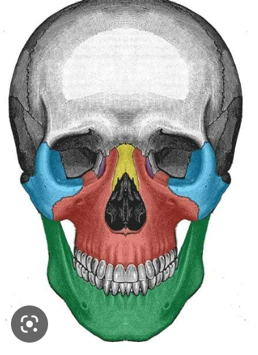 * Vertebrae 


* Pelvis bones 
* Facial Bones