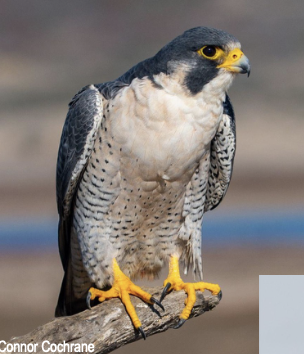 <p>widespread; nests in cliffs</p>