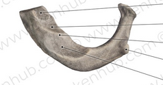 <p>Which rib is this?</p>