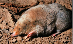 <p>eyes covered with skin; no external ears; <strong>front feet paddle like, wide palms and large claws</strong></p>