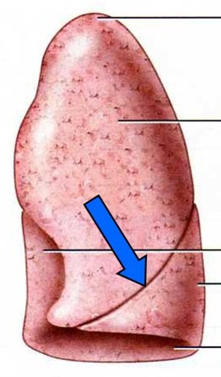<p>between superior and inferior lobes</p>