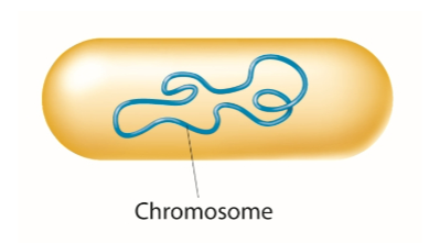 <p>DNA is packaged into a single, circular chromosome</p>