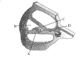 <p>This is the membrane that separates the scala vestibuli from the scala media (C in the picture)</p>