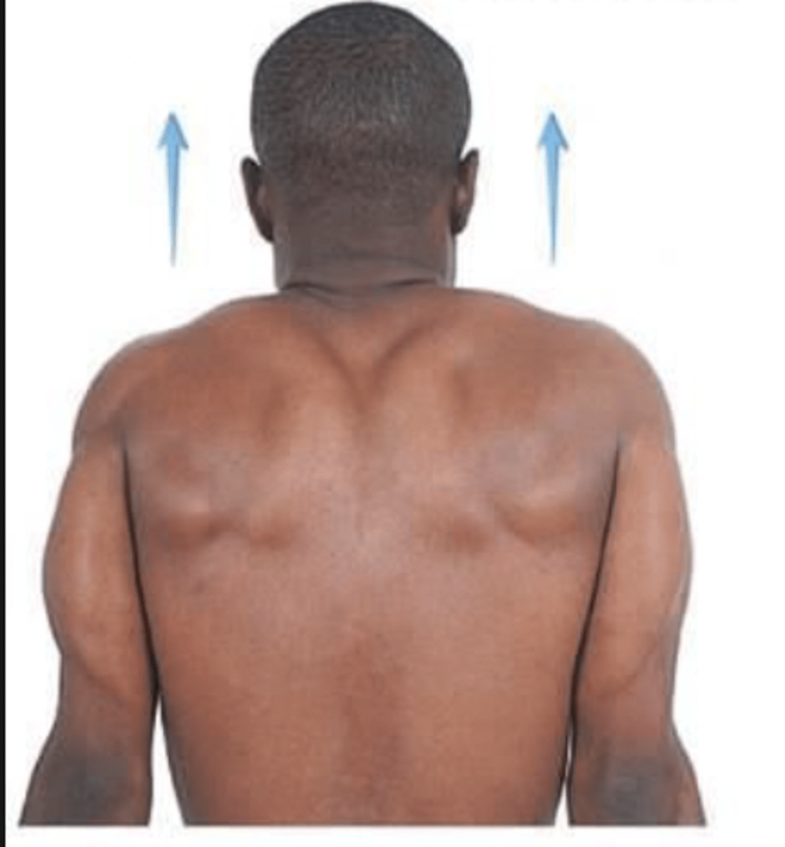 <p>Raising a body part</p>