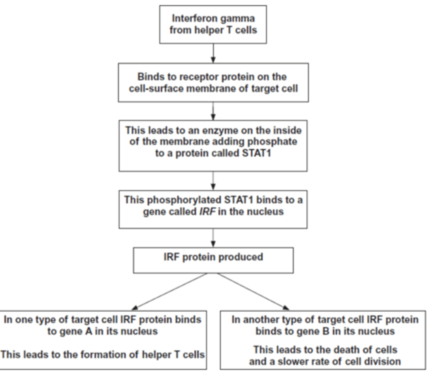 <p>1. Causes more helper T cells to form; <br>2. (So) more interferon (gamma) production (by helper T cells);</p>