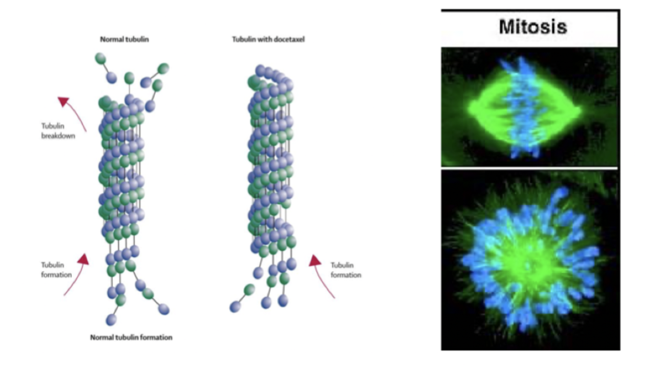 <p>Hämmar mitosen genom att påverka <strong>mikrotubulis</strong> polymerisering och depolymerisering → apoptos.</p>