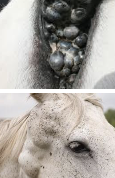 <p>Common in <strong>grey horses</strong> >15 years old; 67–80% affected. Also seen in Arabians, Thoroughbreds, and Percherons. </p><p>Sites: perineum, tail, genitalia, parotid region, and face</p>
