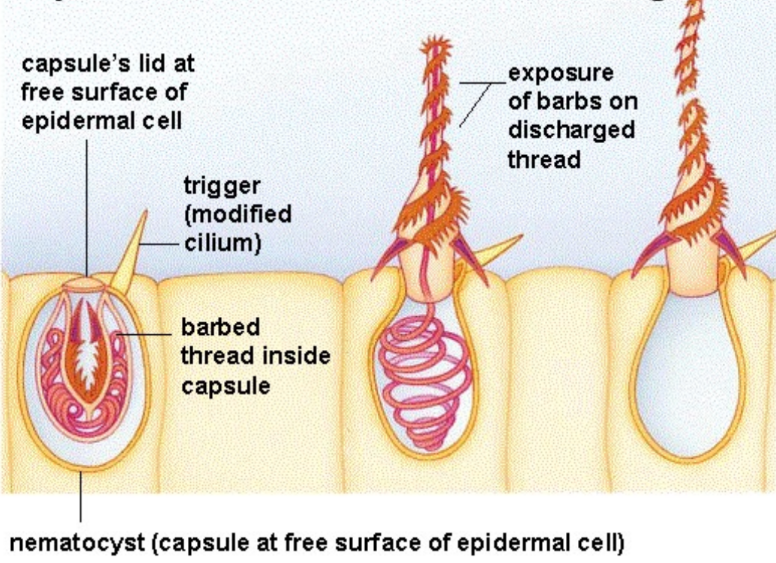 <p>Nematocyst</p>