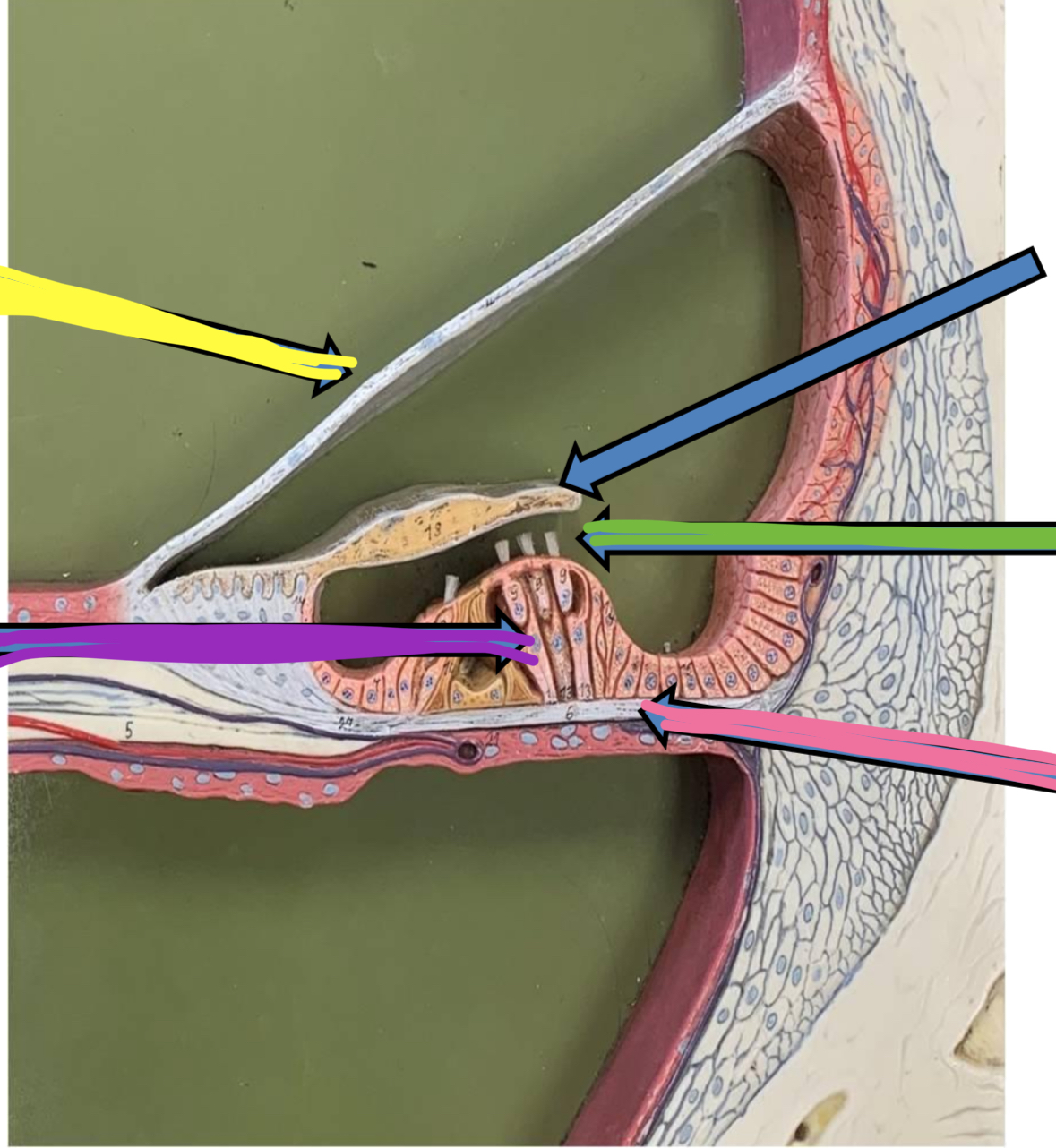 <p>Pink points to what part of the cochlea</p>
