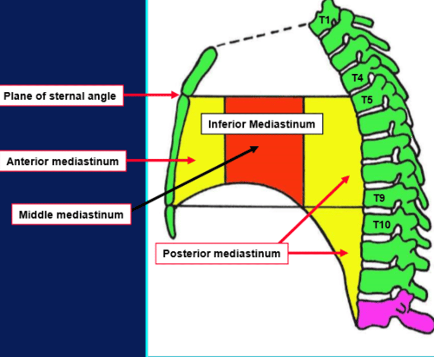 <p>anterior, middle and posterior regions</p>