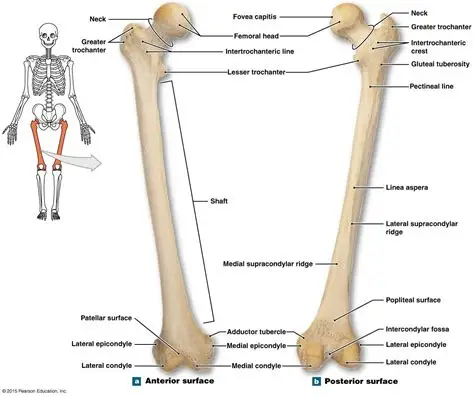 <p>Thigh bone, longest in body. Features: head, fovea capitis, trochanters, condyles, epicondyles, patellar surface.</p>