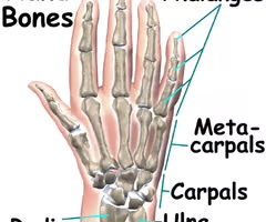 <p><span>form the intermediate part of the skeletal hand located between the phalanges of the fingers and the carpal bones. . The metacarpal bones are analogous to the metatarsal bones in the foot.</span></p>