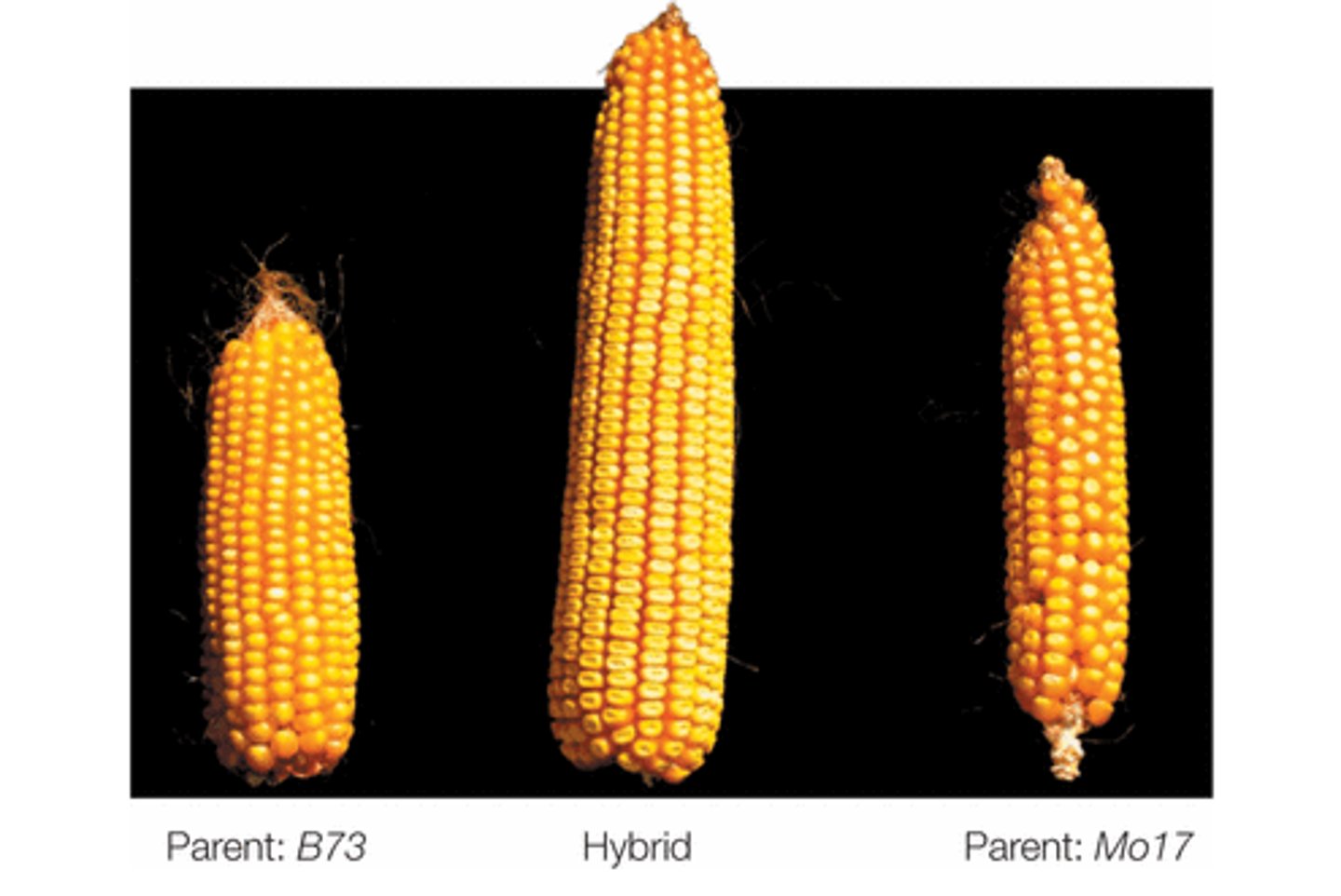 <p>hybrid superior quality</p>