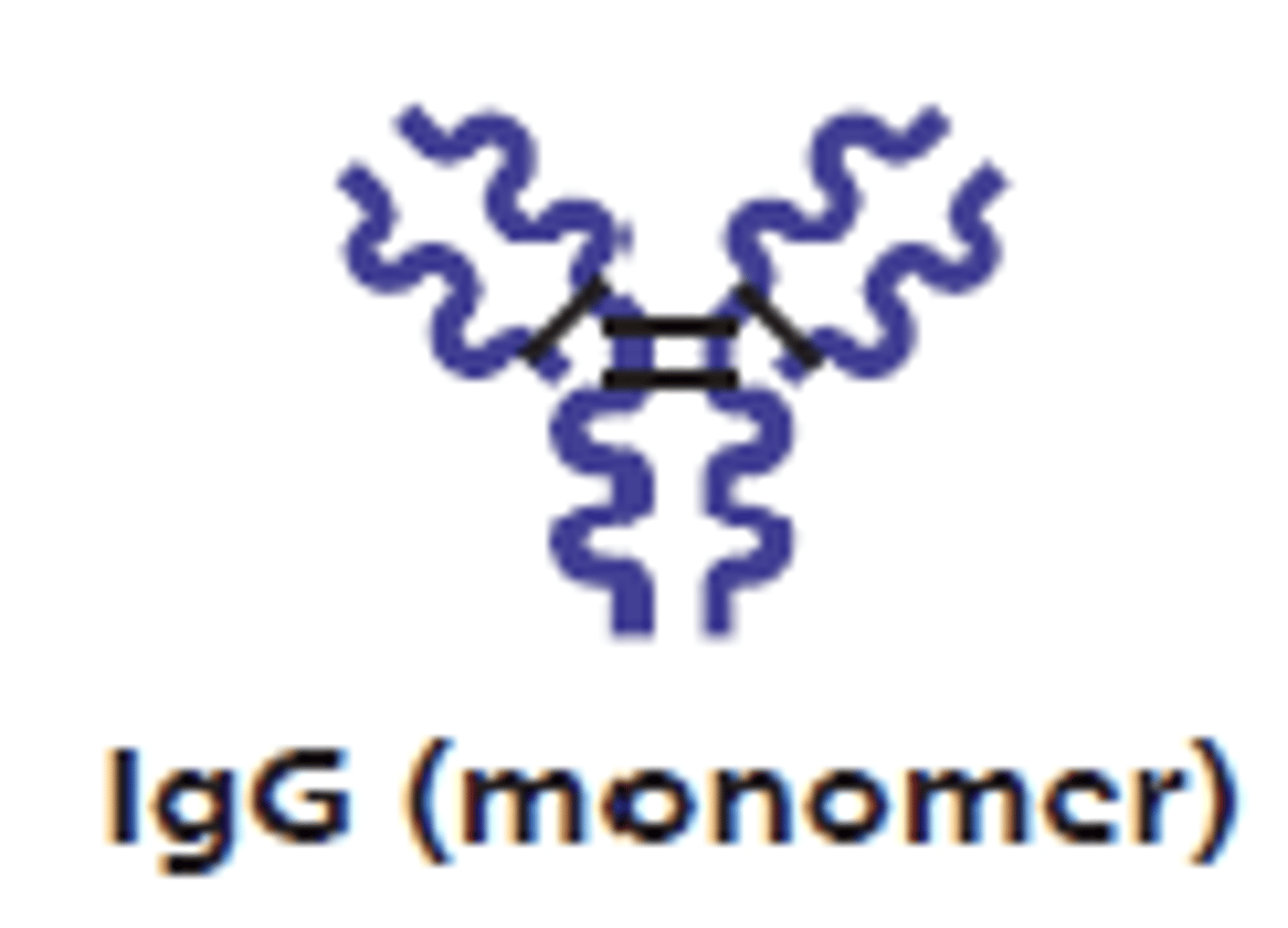 <p>IgG</p>