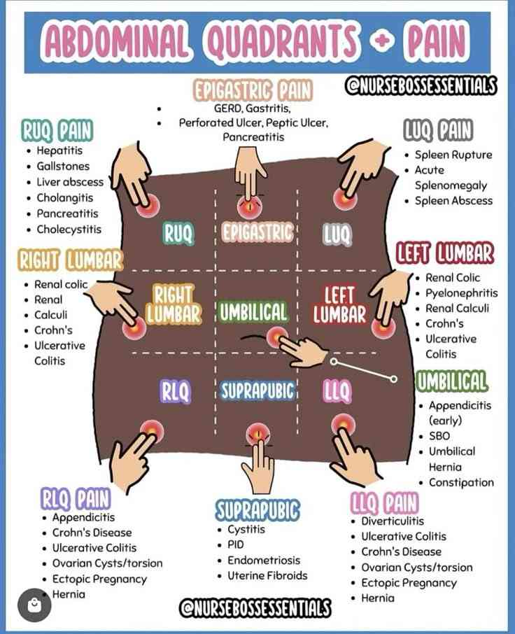 <p><span data-name="anatomical_heart" data-type="emoji">🫀</span><span data-name="test_tube" data-type="emoji">🧪</span> <strong>Piętro górne (nadbrzusze)</strong> – diagnostyka różnicowa obejmuje:</p><p><br></p><ol><li><p><span data-name="anatomical_heart" data-type="emoji">🫀</span><span data-name="hospital" data-type="emoji">🏥</span> <strong>Epigastrium</strong>: Zawał ściany dolnej serca, żołądek (<em>gastritis</em>), trzustka (zapalenie), dwunastnica i adrenalia.</p></li></ol><p><br></p><ol start="2"><li><p><span data-name="green_circle" data-type="emoji">🟢</span><span data-name="test_tube" data-type="emoji">🧪</span> <strong>Podżebrze prawe</strong>: Wątroba i pęcherzyk żółciowy; notatka „kamie” odpowiada klinicznym rozpoznaniom kamicy żółciowej i <em>cholecystitis</em>.</p></li></ol><p><br></p><ol start="3"><li><p><span data-name="red_circle" data-type="emoji">🔴</span><span data-name="test_tube" data-type="emoji">🧪</span> <strong>Podżebrze lewe</strong>: Śledziona (notatka „śledz”), pęknięcie śledziony, dno żołądka, ogon trzustki oraz lewa nerka.</p></li></ol><p></p>
