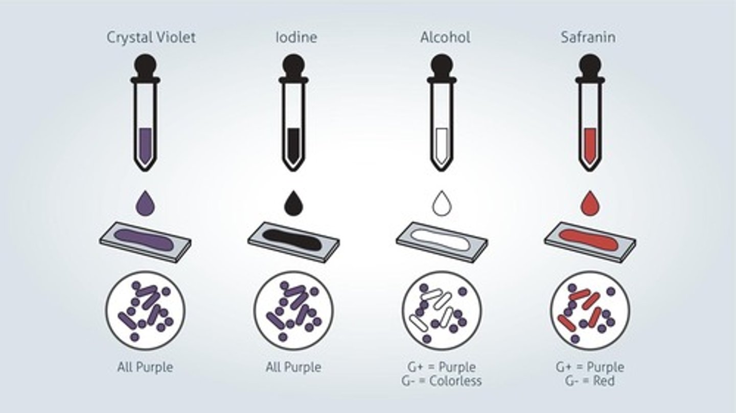 <p>Place a drop of sterile water on a dry slide, with a sterile loop, pick up a little bit and mix the water.</p><p>After the slide is dry, fix with methanol over the sink for 1 minute. Note heat fixing the slide will distort the specimen. Rinse.</p><p>Add crystal violet to the slide for 1 minute; this is the primary stain. It penetrates the cell wall and stains all bacteria purple. Raise.</p><p>Add Iodine for 1 minute; this is a mordant it enhances the reaction between the cell wall and the primary stain, making a complex. Rinse.</p><p>Add a decolorizer like ethyl/acetone, which damages the outer membrane if the Gram-negative cells, then the peptidoglycan layer is exposed. Rinse immediately or you will -decolorize.</p><p>Add Safranin for 30 seconds, which is a counterstain; this will color the gram-negative cells pink. Raise then pat dry and air dry, read them at 100x oil immersion.</p>