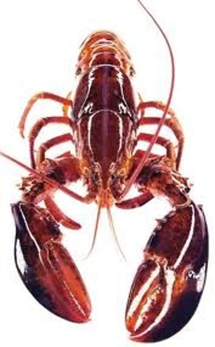 <p>subphylum</p>