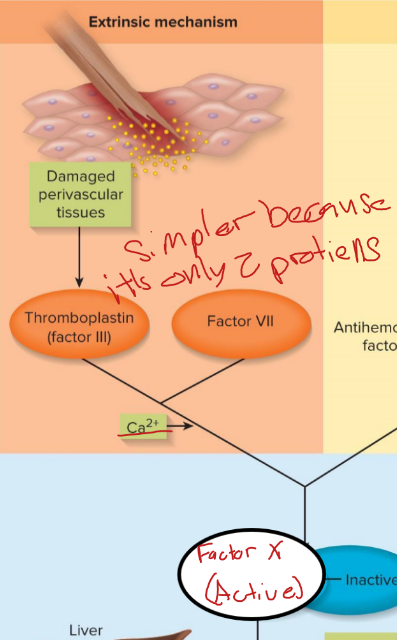 <p>factor 3 is released by damaged tissue, cascade is VII, V and X</p>