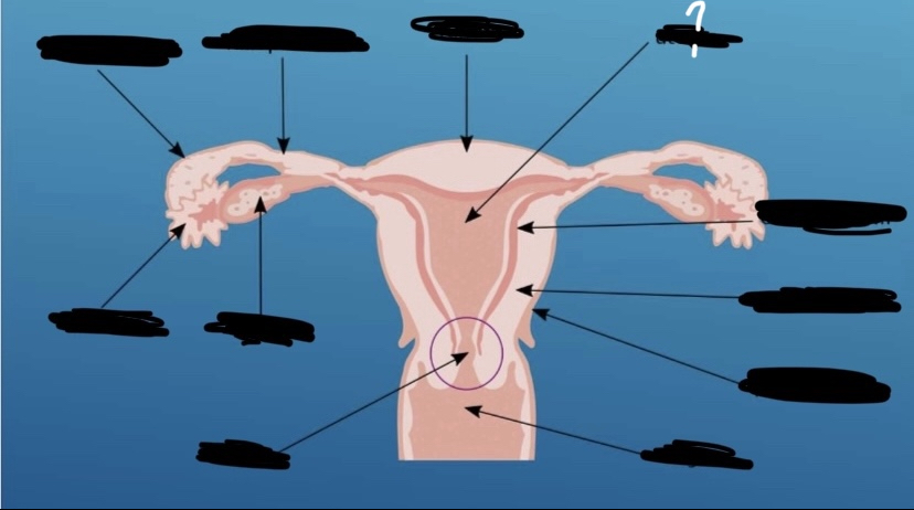 What is the arrow pointing to?