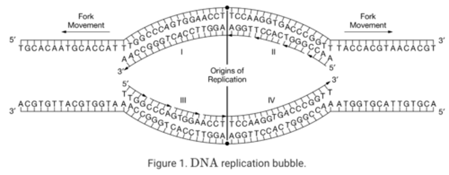 <p>c. I is synthesized continuously in the 5′ to 3′ direction, and III is synthesized in segments in the 5′ to 3′ direction.</p>
