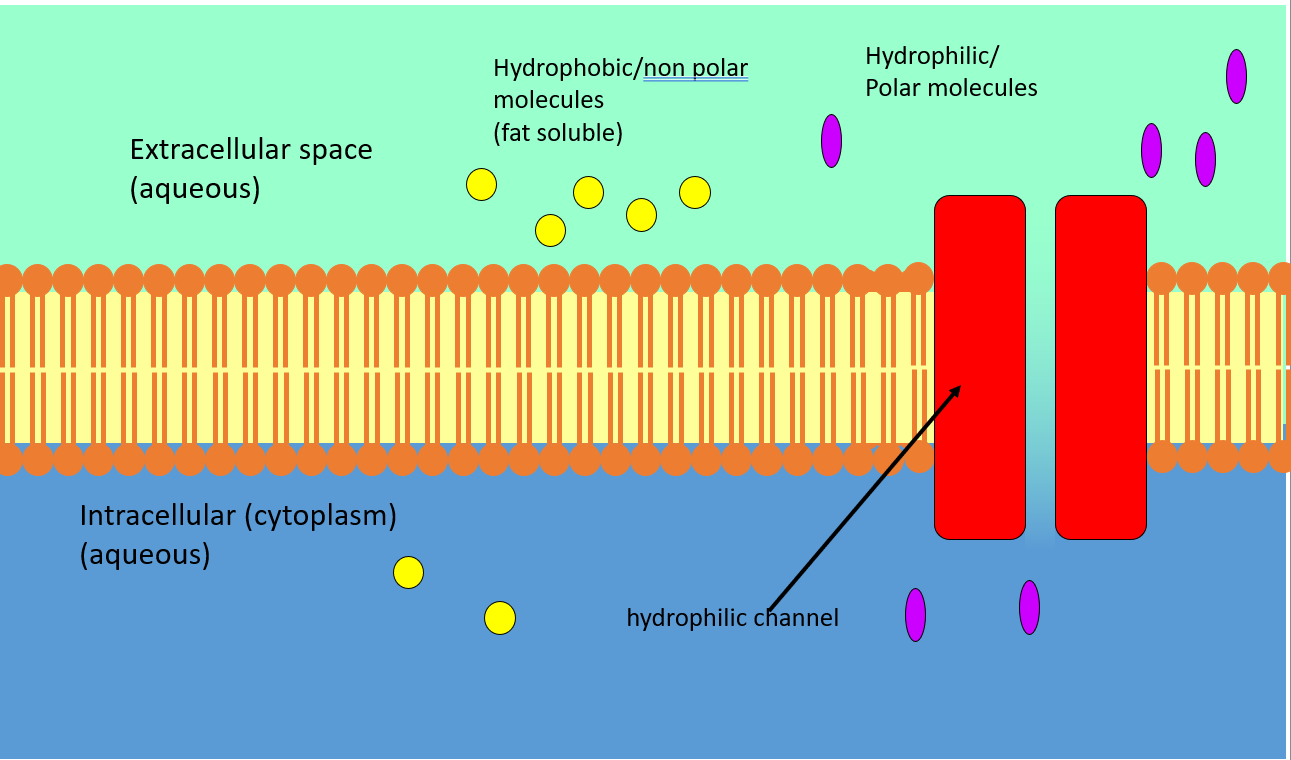 <p>In - carbohydrates (e.g., glucose), amino acids/proteins, fats, ions, gases, H2O.</p><p>Out—waste (e.g., urea), ions, gases, H2O.</p>