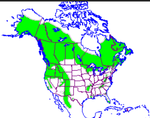 <p>Which species fits the following habitat and management concerns?</p><p><br>Habitat: Generalists, variety of forest types including: bayous of the SE, high elevation mountains, northern conifer forests, eastern hardwood forests, and coastal mountains of the West</p><p>Management issues: Hunted for hides, meat, and exports; est. 30,000 harvested annually in NA; kill livestock, damage cornfields, berry and honey production; problems around camps/cabins; <36 human deaths in the 20th century</p>