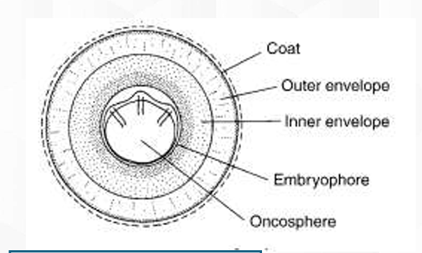 <p>Mature oncosphere of Order Anoplocephalidae</p><p></p>