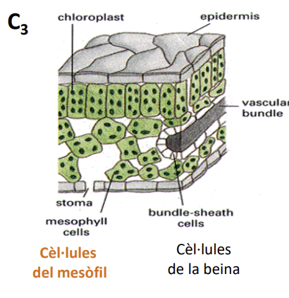 <ul><li><p>Primer compost que es forma es de 3 carbonis (el 3-fosfoglicera)</p></li><li><p>Cèl·lules del mesòfil tenen abundant RubisCO</p></li></ul><p></p>
