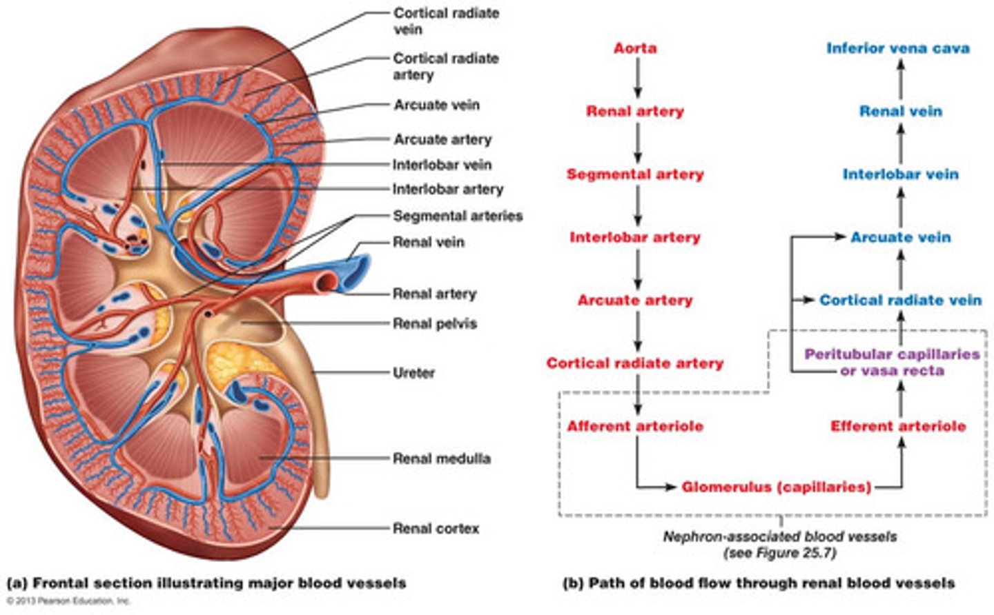 <p>Afferent arteriole → Glomerulus → Efferent arteriole</p>