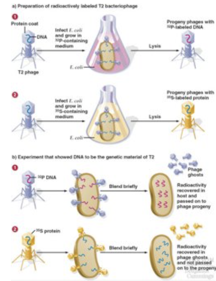 <p>A 1952 experiment that used radioactively labeled bacteriophages to demonstrate that DNA, not protein, is the genetic material of viruses by showing that only DNA entered bacterial cells during infection.</p><p>*proving parents give DNA (genetic material) to offspring NOT protein to offspring </p>