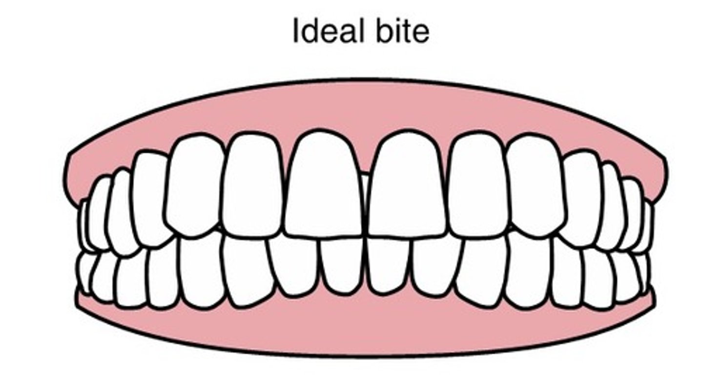 <p>1 tooth</p><p>(occlusion = the way your upper and lower teeth fit together)</p>