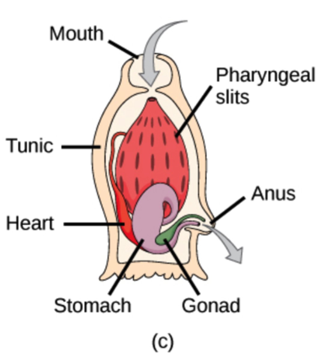 <p>filter feeding (heterotrophic)</p>