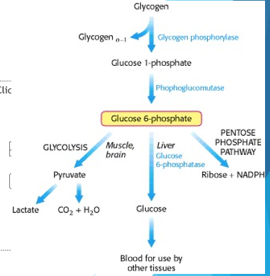 <p>Glucose-6-Phosphate has three fates…</p>