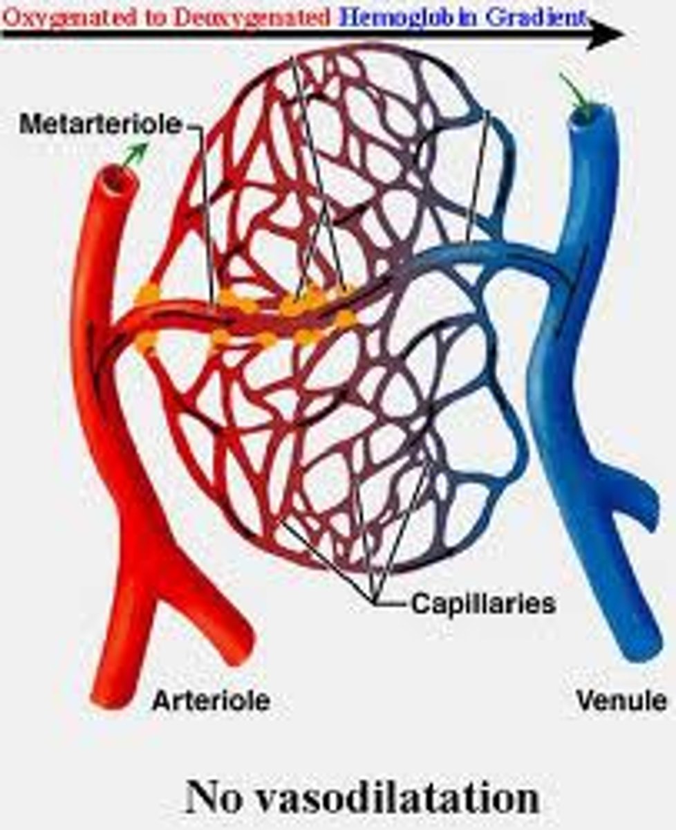 <p>a network of capillaries</p>