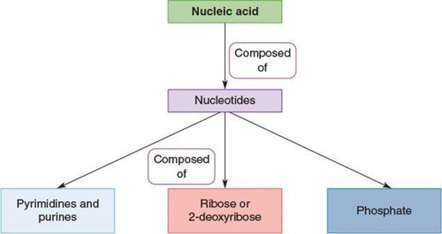 <p>Biomolecules transferring genetic information between cells.</p>