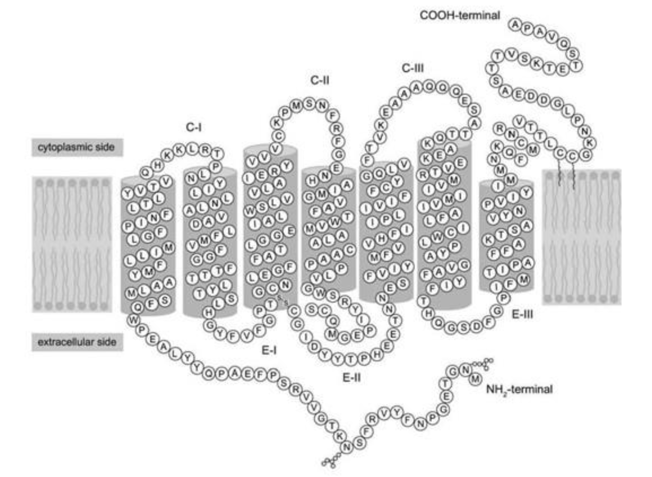 <p>Refer to the following paragraph and accompanying figure to answer the following question(s).</p><p>Since structure correlates well with function, look for new ways to probe the complex structure of proteins in order to understand what they do and how they do it. One of the most powerful techniques in existence today is X-ray crystallography. The main difficulty with this technique is getting the protein to crystallize. Once crystallized, the protein is bombarded with X-rays to create a pattern that can be analyzed mathematically to determine the three-dimensional structure of the protein. This analysis has been performed by Palczewski (2000) on the protein rhodopsin, which is a light-sensitive protein found in species ranging from ancient bacteria (archaea) to humans. The structure (schematically shown above, where each letter represents an amino acid) is characterized by a single polypeptide chain with several α-helical segments that loop back and forth across the cell membrane. Another notable feature is the disulfide bond (-S-S-) that can be seen at the bottom of the third transmembrane segment.</p><p>Identify the location of the disulfide bond in the figure, located at the bottom of the third transmembrane segment. What is the name of the amino acids that are forming this bond?</p><p>A) cytosine</p><p>B) aspartic acid</p><p>C) cysteine</p><p>D) glycine</p>