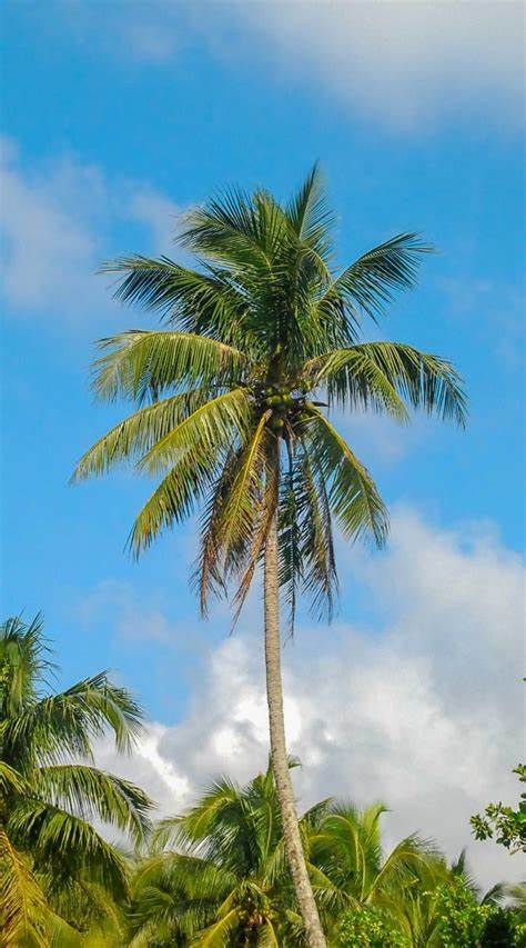 <p>Coconut palm (Angiosperm)</p>