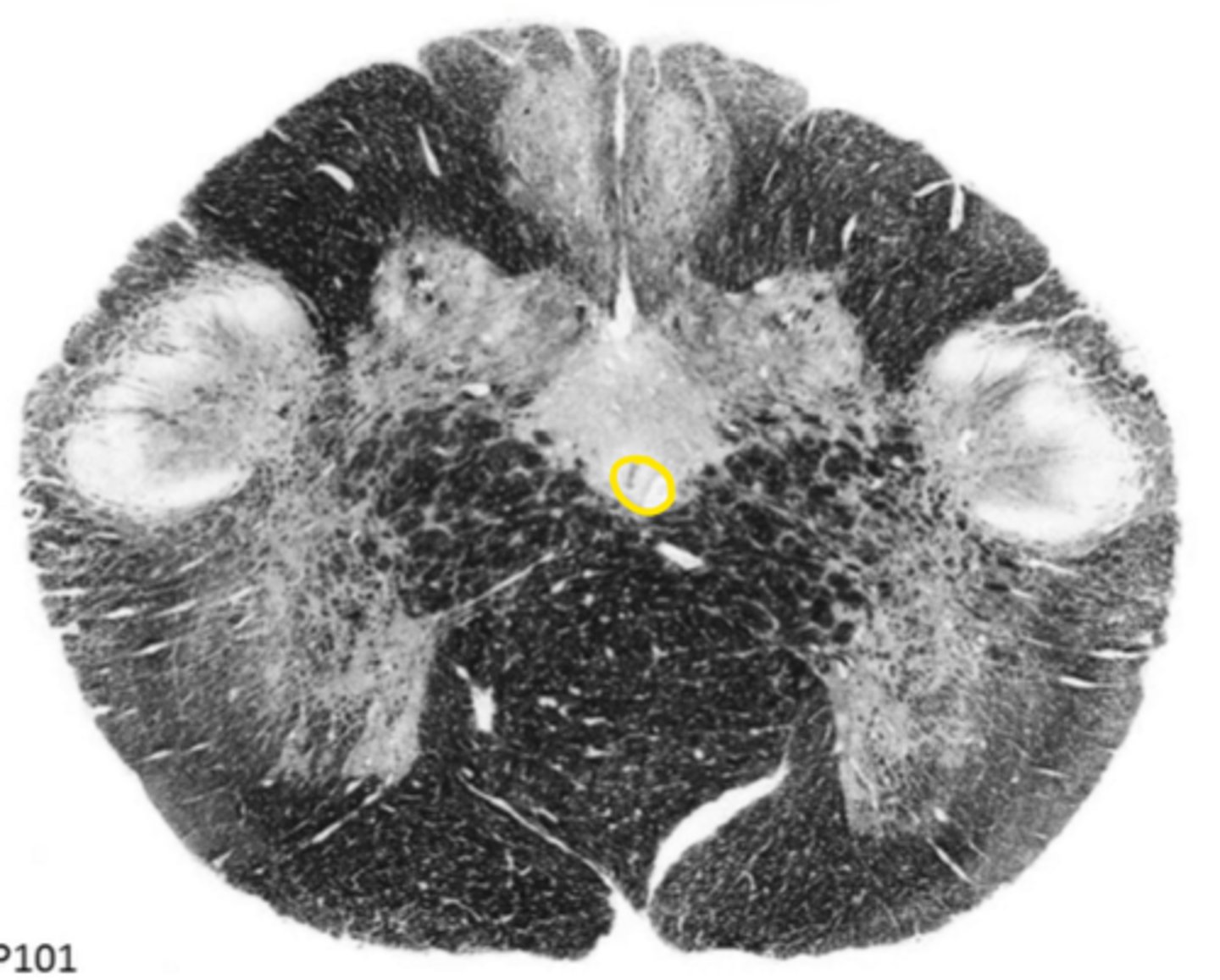 <p>ID the structure</p>