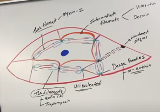 diagram of a smooth muscle cell