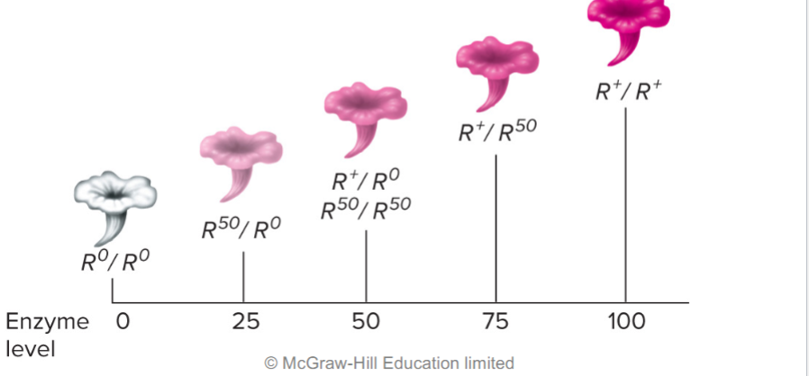 <ul><li><p>phenotype varies w/ amount of functional gene product </p></li><li><p>ex: white and red rose, would lead to shades of pink when genes are mixed</p></li></ul>